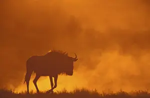 White bearded wildebeest (Connochaetes taurinus)