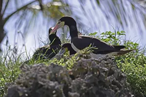 White-bellied booby (Sula leucogaster)
