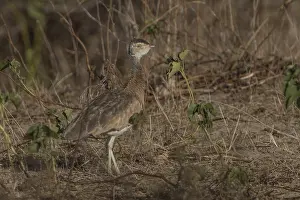 White-bellied Bustard (Eupodotis senegalensis) female