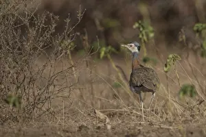 White-bellied Bustard (Eupodotis senegalensis) male