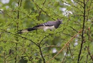 White-bellied go-away-bird, White-bellied Go-away-bird