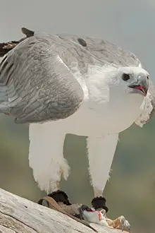White-bellied Sea-eagle (Haliaeetus leucogaster)