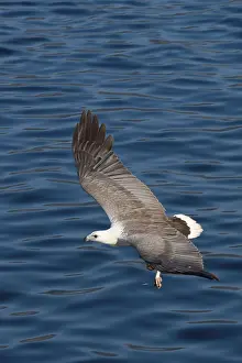 White-bellied sea eagle (Haliaeetus leucogaster) adult