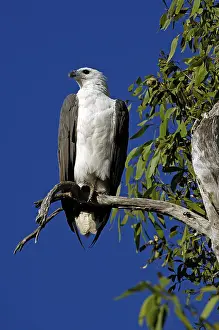 White bellied Seaeagle, Haliaeetus leucogaster
