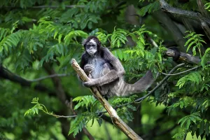 White-bellied spider monkey (Ateles belzebuth)
