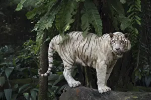 White Bengal Tiger (Panthera tigris tigris)