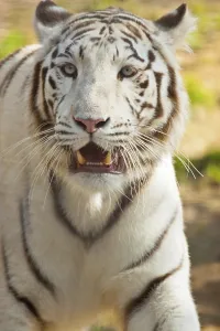 White Bengal tiger (Panthera tigris tigris)