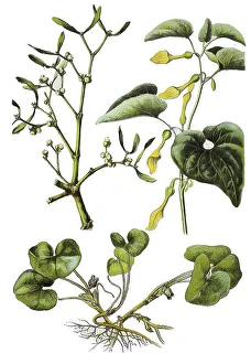 White-berried mistletoe, Viscum album (top left)