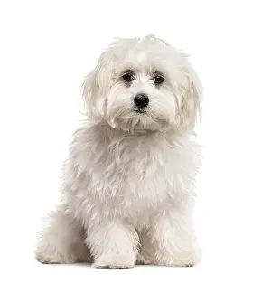 Framed Print : White Bichon sitting, isolated on white Framed Print : White Bichon sitting, isolated on white