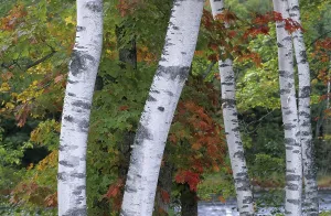 White birch trunks in a fall coloured forest