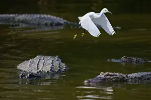 A white bird flies over several alligators in the water