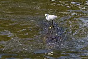 A white bird stands on a swimming alligator in flowing water