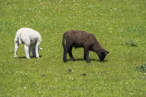 A white and a black sheep on the dyke