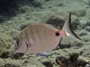 White bream (Diplodus sargus)