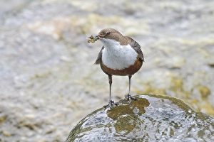 White-breasted dipper (Cinclus cinclus) with insect larvae