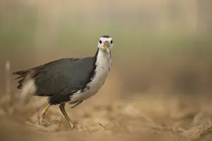 A white-breasted waterhen (Amaurornis phoenicurus)