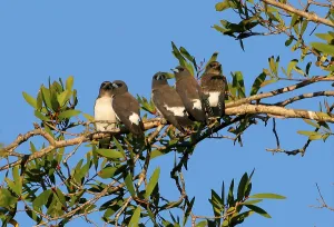 White-breasted woodswallow (Artamus leucorynchus) four immature adults
