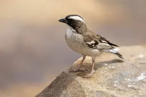 White-browed Weaver (Plocepasser mahali)