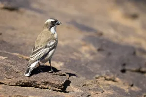 White-browed Weaver (Plocepasser mahali)