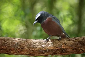 White-browed Woodswallow (Artamus superciliosus)