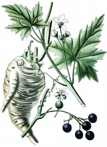 White Bryony (Bryonia alba), a medicinal plant