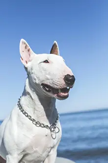 White bull terrier with chain collar smiling near sea under blue sky