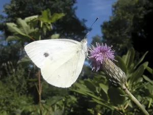 White butterfly on a flower