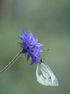 White Butterfly on Purple Wildflower - Macro Close-Up with Soft Green Bokeh