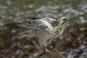 White buzzard