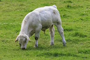 White calf grazing on a green meadow in a natural environment
