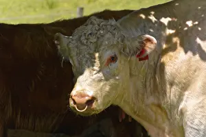 A white calf stands in the shade next to another and looks curiously