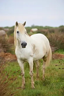 A white Camargue horse stands in a green meadow