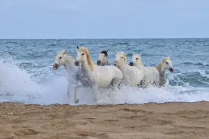 White Camargue horses gallop through the shallow water by the sea along a sandy beach