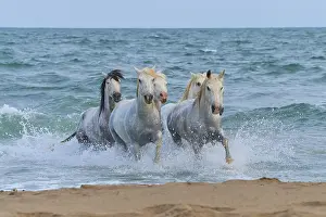 White Camargue horses galloping through the surf on the beach