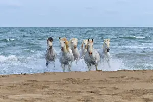 White Camargue horses galloping through the surf on the beach