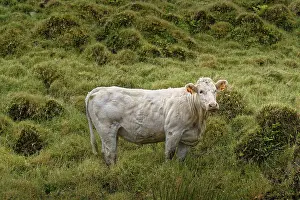 White cattle standing in the middle of a green grass landscape