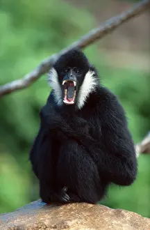 White-cheeked Gibbon, male (Hylobates concolor leucogenys)