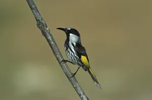 White-cheeked Honeyeater (Phylidonyris nigra) perched on branch