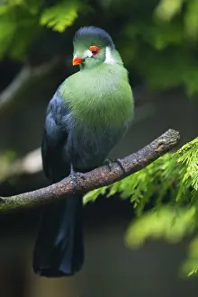 White-cheeked Turaco (Menelikornis leucotis)