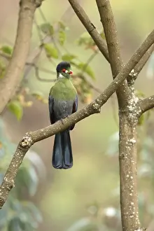 White-cheeked Turaco (Tauraco leucotis) perched on a branch