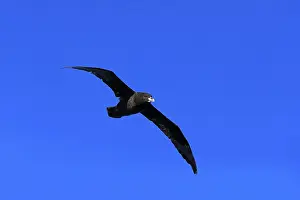 White-chinned Petrel or Cape Hen (Procellaria aequinoctialis)