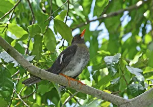 White-chinned thrush (Turdus aurantius) adult