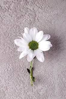 White chrysanthemum lies on a beige stone