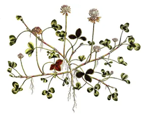 White clover (Trifolium repens)