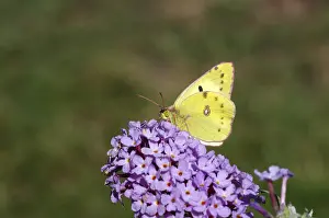 White clover yellow butterfly (Colias hyale)