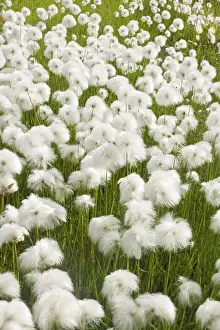 White Cottongrass (Eriophorum scheuchzeri)