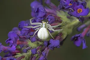 White crab spider (Misumena vatia) on purple flower of butterfly bush (Buddleja) close-up