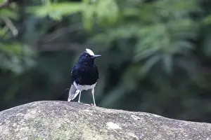 White-crowned Forktail (Enicurus leschenaulti)
