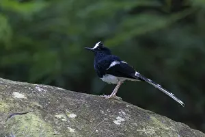 White-crowned Forktail (Enicurus leschenaulti)