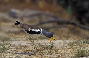White-crowned lapwing (Vanellus albiceps)